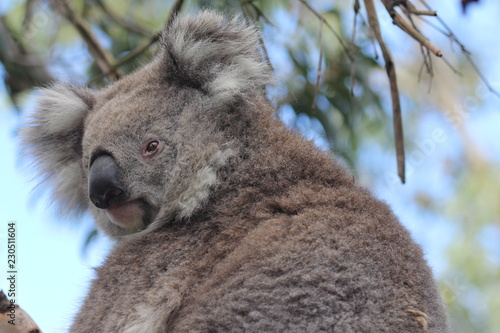 koala in tree