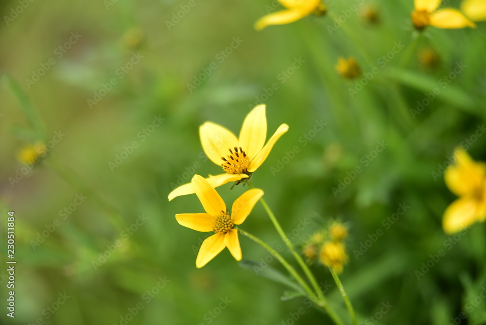 Obraz premium FLOR AMARILLA