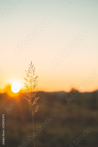 Image of brown grass flower field with bokeh and sunset light background. Golden grass flower image.