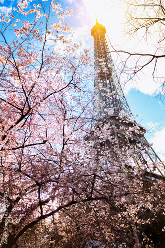 Blossoming magnolia against the background of the Eiffel Tower