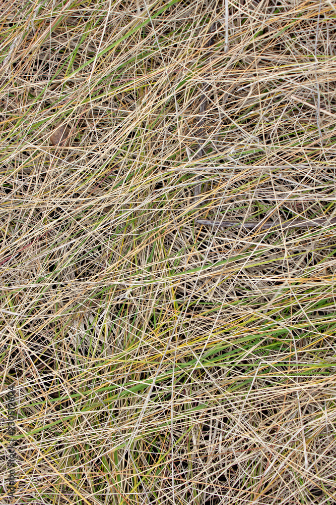Dry autumn grass. Thin, dry stalks of wild grass. Top view Dry autumn grass. Thin, dry stalks of wild grass. Top view