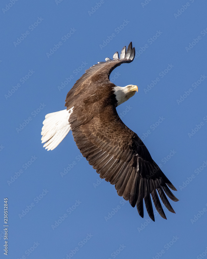 Obraz premium Eagle Wings