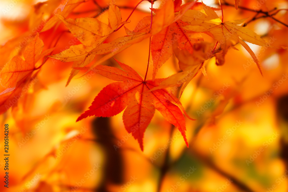 紅葉 紅葉