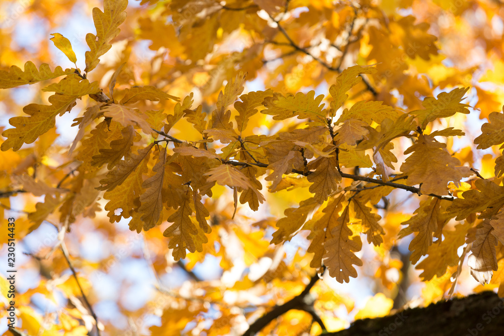 autumn leaves autumn leaves
