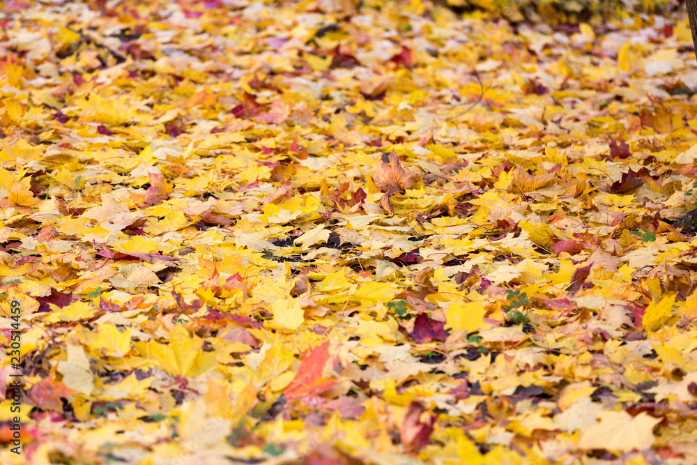 autumn leaves autumn leaves