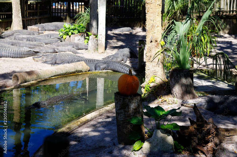 Fototapeta premium A group of Alligators gather near the edge of a pond, St. Augustine Alligator farm, St. Augustine, FL