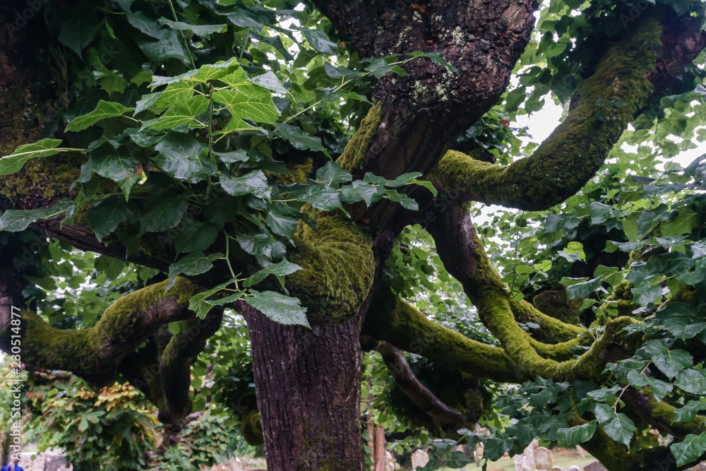 gnarled tree overgrown with moss gnarled tree overgrown with moss