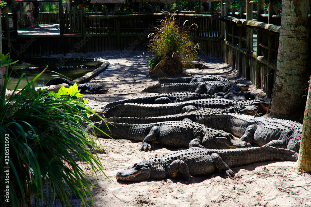 Fototapeta premium A group of Alligators gather near the edge of a pond, St. Augustine Alligator farm, St. Augustine, FL
