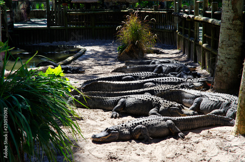 A group of Alligators gather near the edge of a pond, St. Augustine Alligator farm, St. Augustine, FL