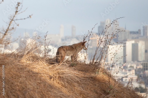 Urban coyote on hill above San Francisco skyline photo