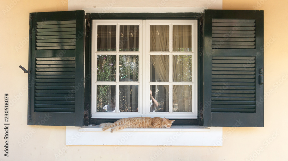 lazy cat on window