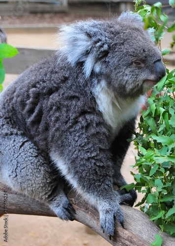 Koala Bear