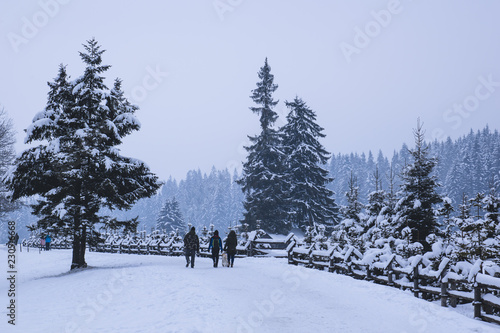 Three people and dog walking on snowy winter road in fog, pine and gray sky forest in the background