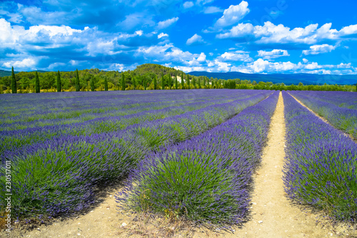 Lavender field near the village of Roussillon in the Luberon area of Provence, France