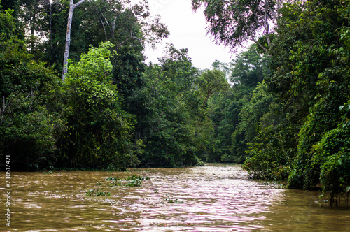  Rainforest along the kinabatangan river, Sabah, Borneo. Malaysia. photo