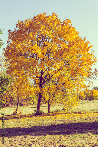 autumn outdoor nature scene with tree