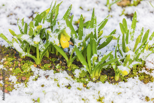 Fototapeta Naklejka Na Ścianę i Meble -  Daffodil blooming through the snow