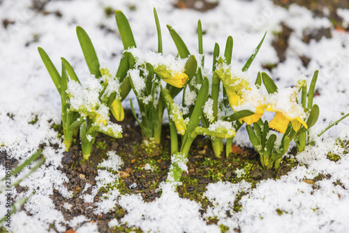 Fototapeta Naklejka Na Ścianę i Meble -  Daffodil blooming through the snow