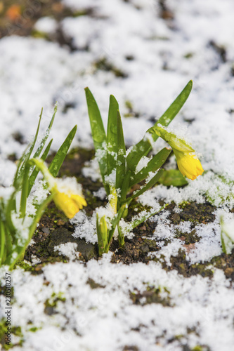 Fototapeta Naklejka Na Ścianę i Meble -  Daffodil blooming through the snow