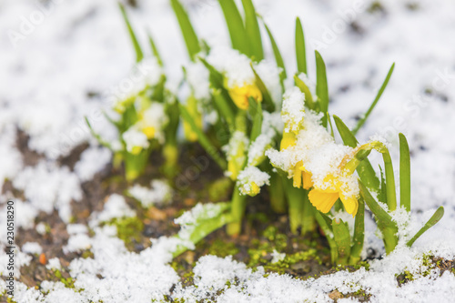 Fototapeta Naklejka Na Ścianę i Meble -  Daffodil blooming through the snow