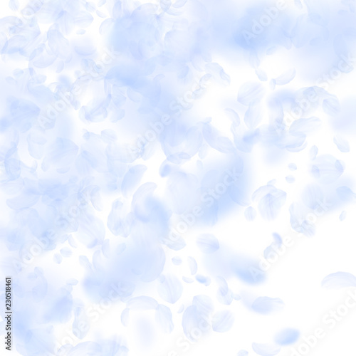 Light blue flower petals falling down. Stylish rom