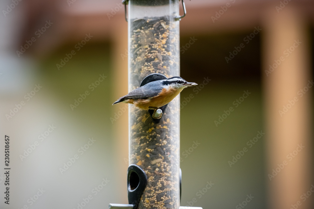 Naklejka premium Red-breasted Nuthatch on Bird Feeder