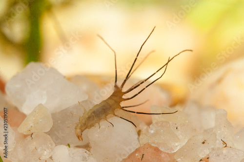 larve de berosus mare temporaire