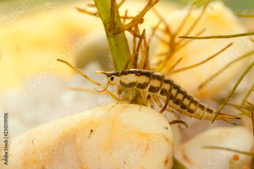 Larve Hyphydrus aubei aquatique mare temporaire