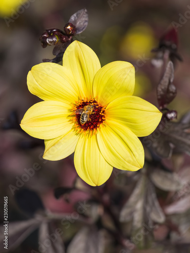 Fototapeta Naklejka Na Ścianę i Meble -  A yellow dahlia flower with a bee on it - a shallow depth of field image with blurry background.