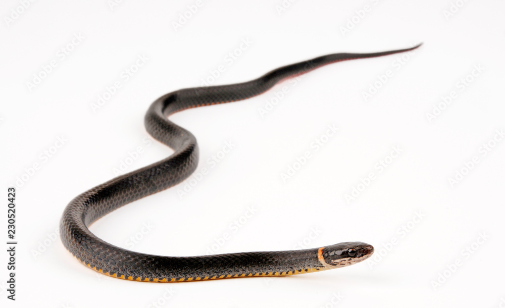 Fototapeta premium Ringhalsnatter (Diadophis punctatus) - wąż pierścieniowy