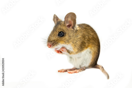 Field Mouse in begging position on white background