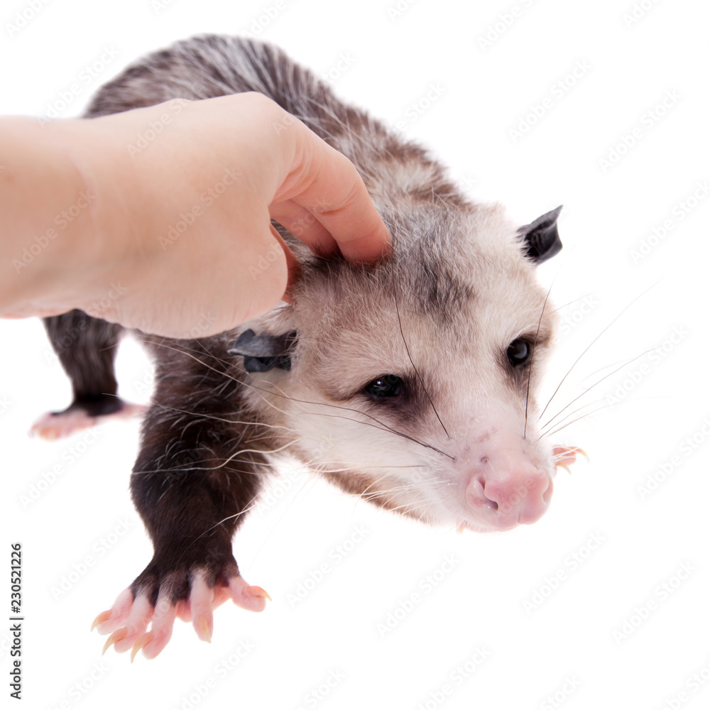 Obraz premium The Virginia opossum, Didelphis virginiana, on white