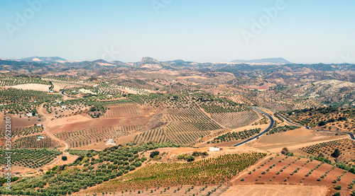 Olive grove in the mountains of Andalusia