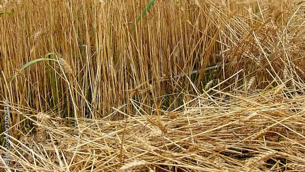Collecting of manually reaped grain on the field - slow motion Collecting of manually reaped grain on the field - slow motion
