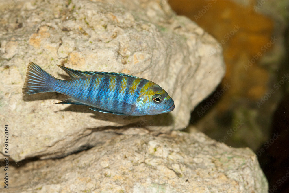 Pseudotropheux du lac malawi, aquarium Pseudotropheux du lac malawi, aquarium