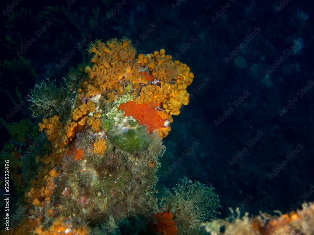 fondo marino con corales y macro