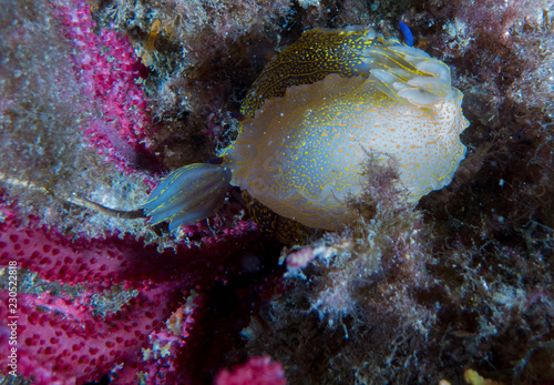 nudibranquio con macro debajo del mar