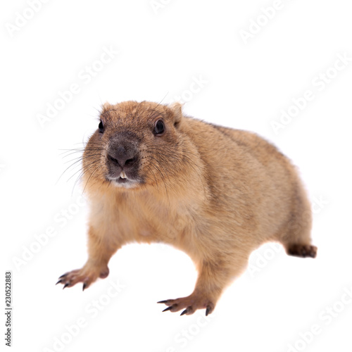 The bobak or steppe marmot on white background