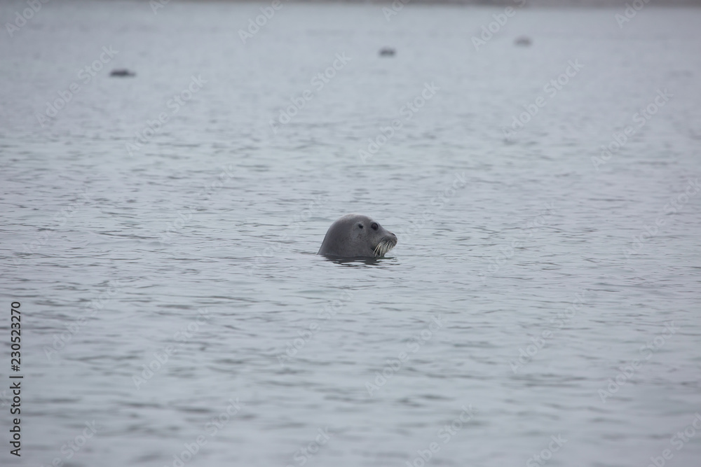 Fototapeta premium głowa foki w szarej mgle na morzu