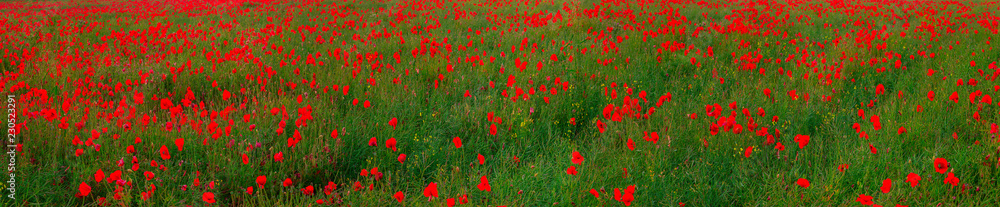 Beautiful red poppies field landscape