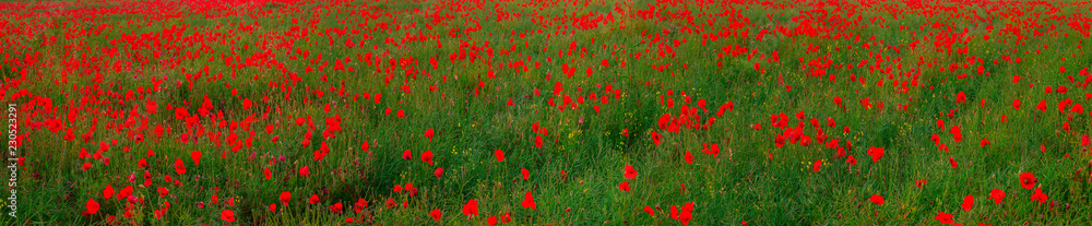 Beautiful red poppies field landscape Beautiful red poppies field landscape