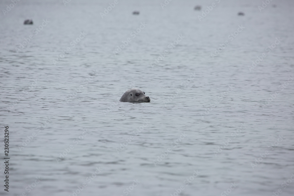 Naklejka premium głowa foki w szarej mgle na morzu