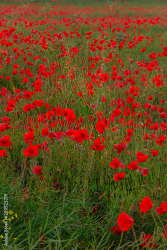 Fototapeta Naklejka Na Ścianę i Meble -  Beautiful red poppies field landscape in Scotland