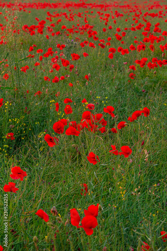 Fototapeta Naklejka Na Ścianę i Meble -  Beautiful red poppies field landscape in Scotland