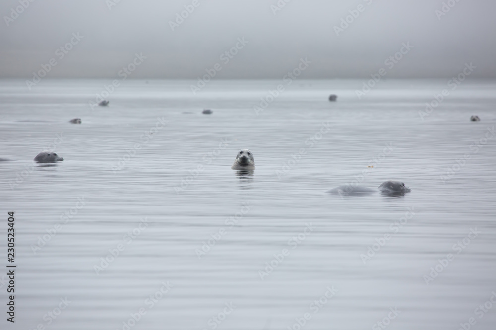 Fototapeta premium grupa fok w szarej mgle na morzu ochockim