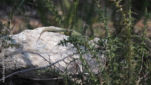 Ocellated lizard on a rock in Sil Canyon Spain