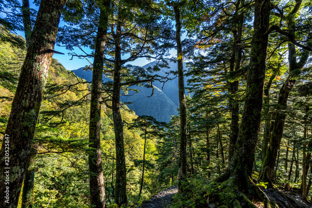 Lush forests and foliage while on a hike of Mt. Kita, Southern Japanese Alps. Japan Lush forests and foliage while on a hike of Mt. Kita, Southern Japanese Alps. Japan