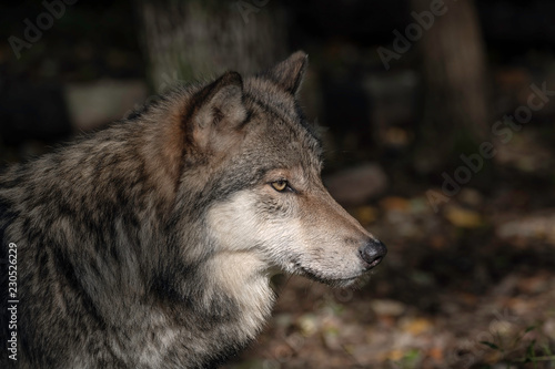 Timber Wolf  also known as a Gray Wolf or Grey Wolf  Portrait with Fall Color in the Background