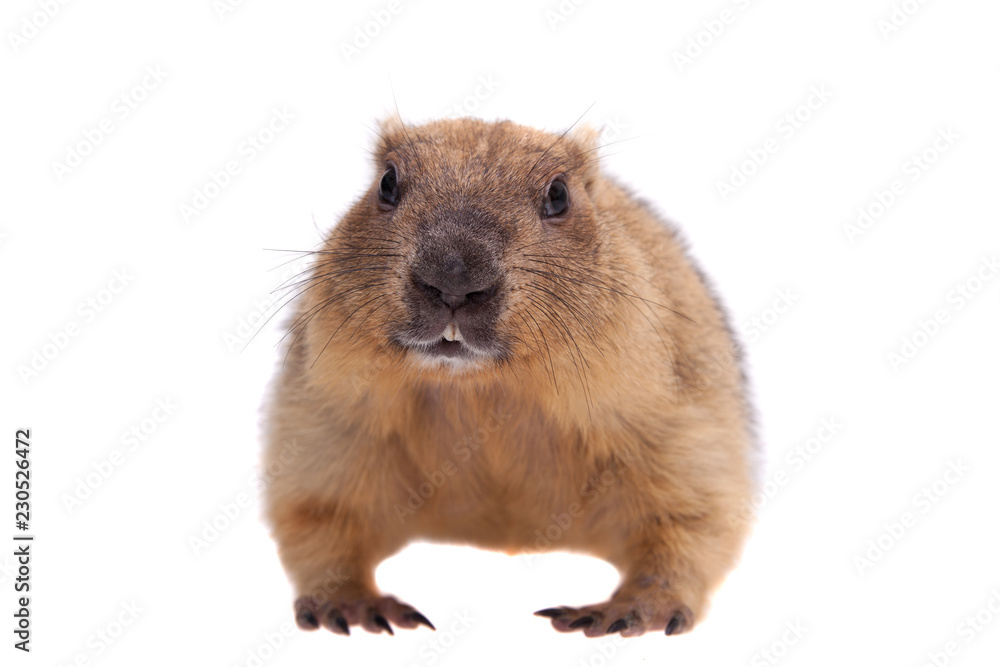 The bobak or steppe marmot on white background The bobak or steppe marmot on white background