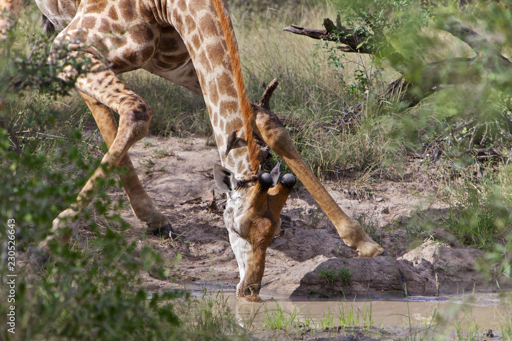 Giraffe Drinking